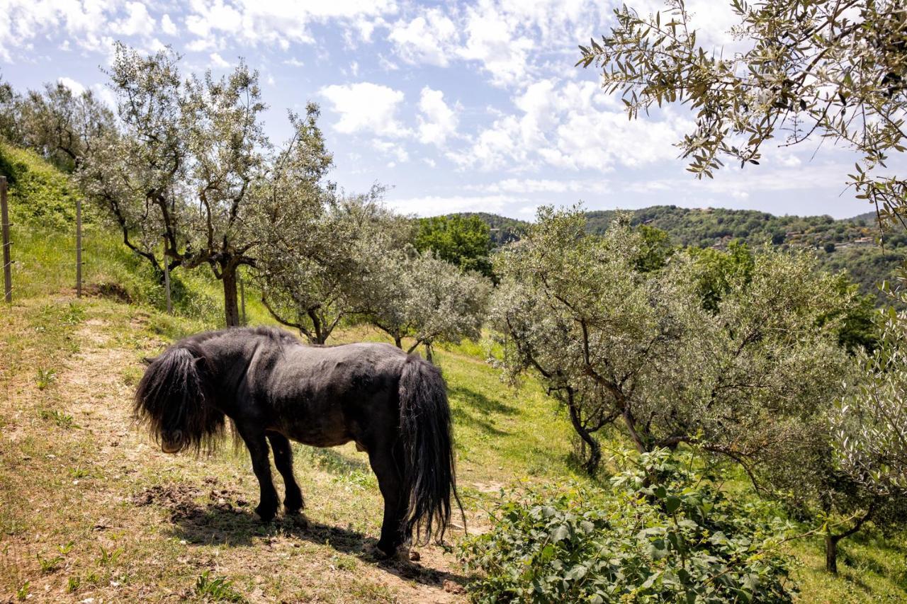 Вілла Il Poggio Degli Olivi Бетонна Екстер'єр фото